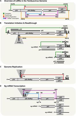 Intragenomic Long-Distance RNA–RNA Interactions in Plus-Strand RNA Plant Viruses